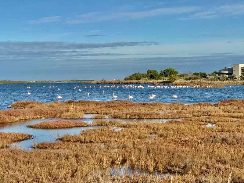 Vanlife Camargue